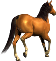 animals & Horse free transparent png image.