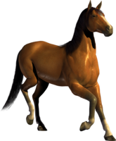 animals & horse free transparent png image.