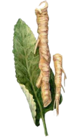 vegetables & horseradish free transparent png image.