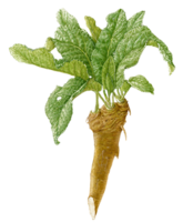 vegetables & horseradish free transparent png image.