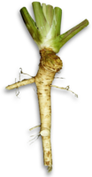 vegetables & Horseradish free transparent png image.