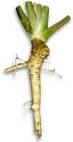 vegetables & horseradish free transparent png image.