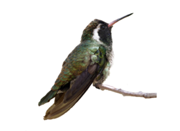 animals & Hummingbird free transparent png image.