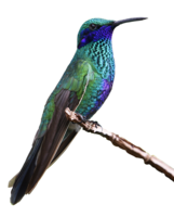 animals & Hummingbird free transparent png image.