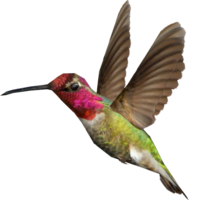 animals & Hummingbird free transparent png image.