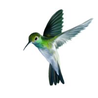 animals & Hummingbird free transparent png image.