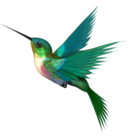 animals & Hummingbird free transparent png image.