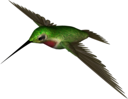 animals & Hummingbird free transparent png image.