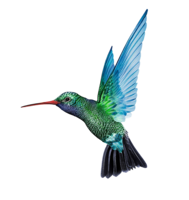 animals & Hummingbird free transparent png image.