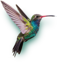 animals & Hummingbird free transparent png image.