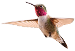 animals & Hummingbird free transparent png image.