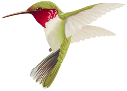 animals & hummingbird free transparent png image.