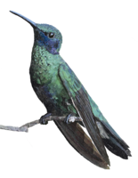 animals & Hummingbird free transparent png image.