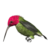 animals & Hummingbird free transparent png image.