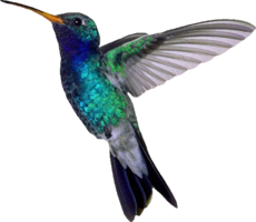 animals & hummingbird free transparent png image.