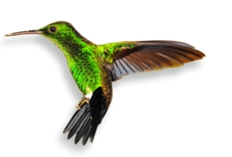 animals & Hummingbird free transparent png image.