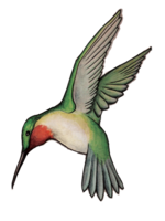 animals & hummingbird free transparent png image.