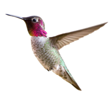animals & Hummingbird free transparent png image.