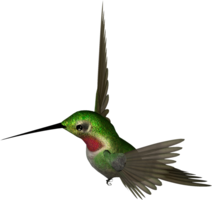 animals & hummingbird free transparent png image.