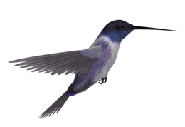 animals & Hummingbird free transparent png image.