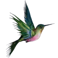animals & Hummingbird free transparent png image.