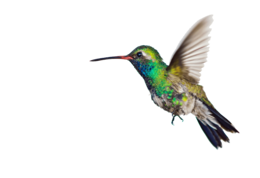 animals & Hummingbird free transparent png image.
