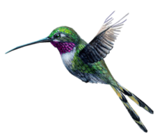 animals & Hummingbird free transparent png image.