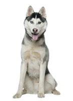 animals & husky free transparent png image.