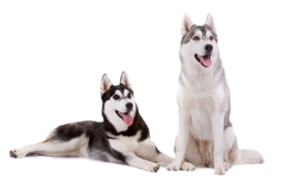 animals & husky free transparent png image.