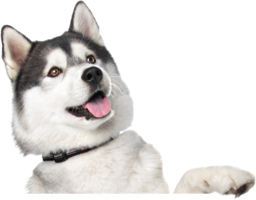 animals & Husky free transparent png image.