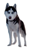 animals & Husky free transparent png image.