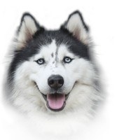 animals & Husky free transparent png image.