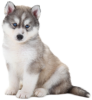 animals & Husky free transparent png image.