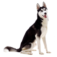 animals & husky free transparent png image.