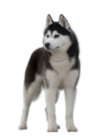 animals & husky free transparent png image.