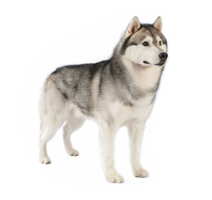 animals & Husky free transparent png image.