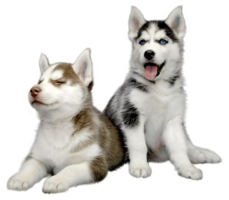 animals & husky free transparent png image.