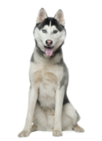 animals & Husky free transparent png image.