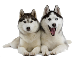 animals & Husky free transparent png image.