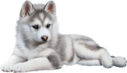 animals & husky free transparent png image.