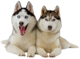 animals & husky free transparent png image.