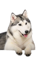 animals & Husky free transparent png image.