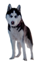 animals & Husky free transparent png image.