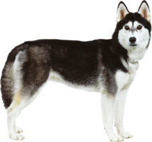 animals & husky free transparent png image.