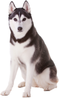 animals & Husky free transparent png image.