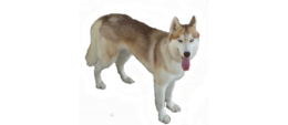 animals & husky free transparent png image.