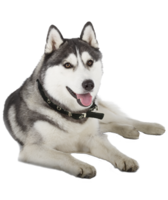 animals & husky free transparent png image.