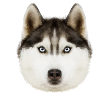 animals & Husky free transparent png image.