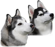 animals & Husky free transparent png image.