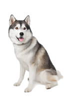 animals & husky free transparent png image.